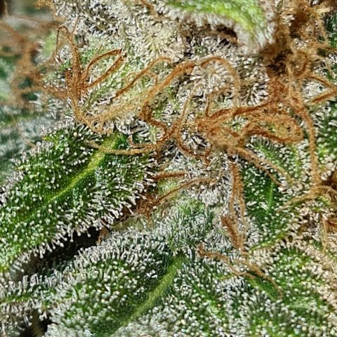 "Super smelly pussy" #1 growlog timeline photo