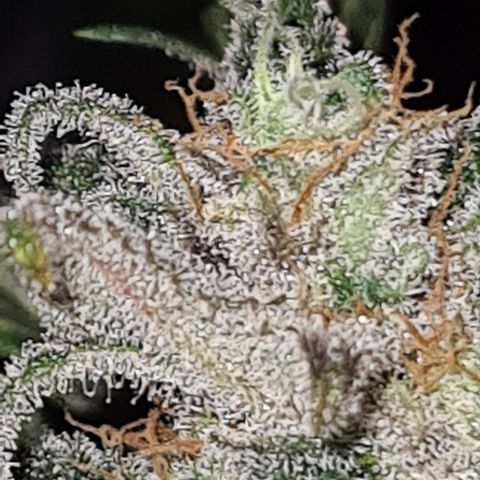 "Super smelly pussy" #1 growlog timeline photo