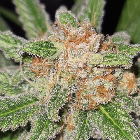 "Super smelly pussy" #1 growlog timeline photo