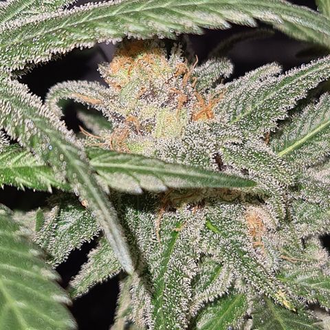 "Super smelly pussy" #1 growlog timeline photo
