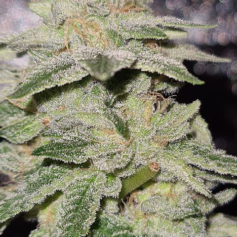 Grodd growlog timeline photo