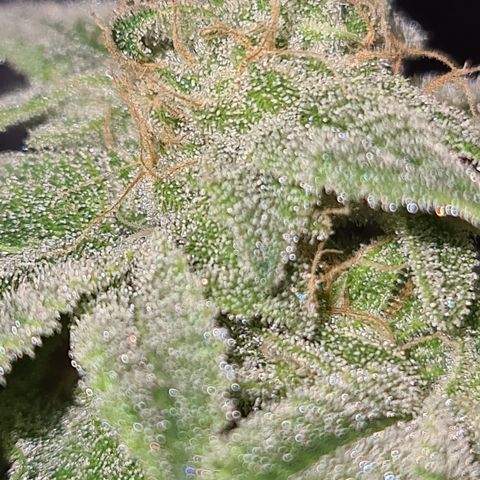 Grodd growlog timeline photo