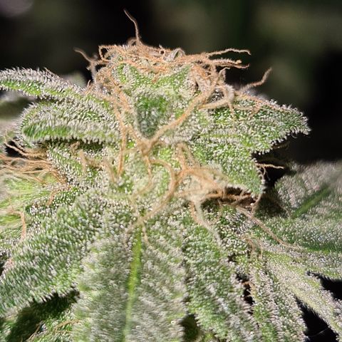 Grodd growlog timeline photo