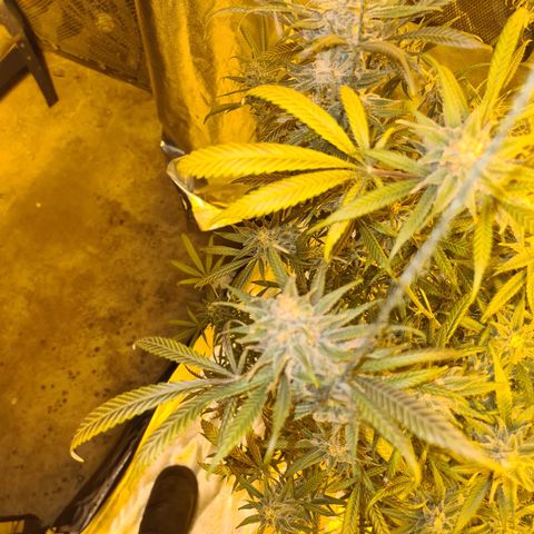 "Super smelly pussy" #1 growlog photo: Bronze-like fan leaves, apparently signs she is near ready to harvest.