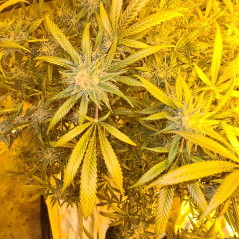 "Super smelly pussy" #1 growlog timeline photo
