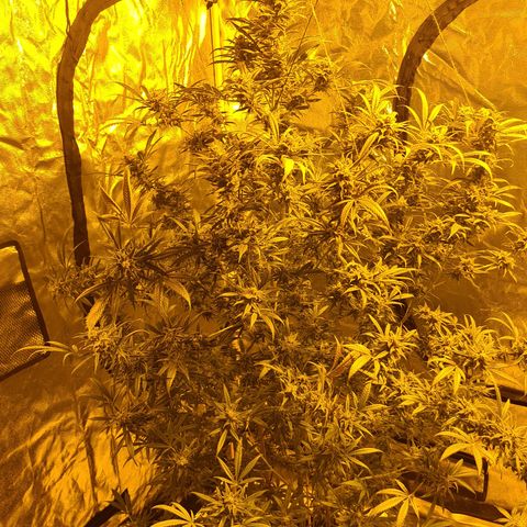 "Super smelly pussy" #1 growlog timeline photo