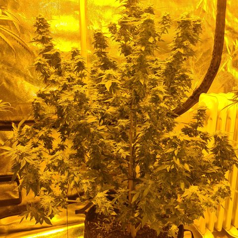 Grodd growlog timeline photo