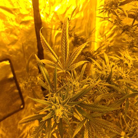 "Super smelly pussy" #1 growlog timeline photo