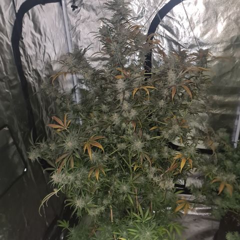 "Super smelly pussy" #1 growlog timeline photo