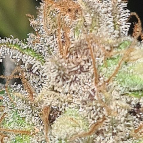 "Super smelly pussy" #1 growlog timeline photo