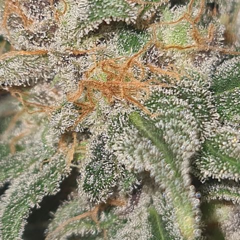 "Super smelly pussy" #1 growlog timeline photo