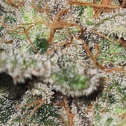 "Super smelly pussy" #1 growlog timeline photo