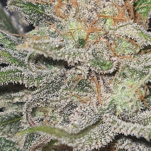 "Super smelly pussy" #1 growlog timeline photo