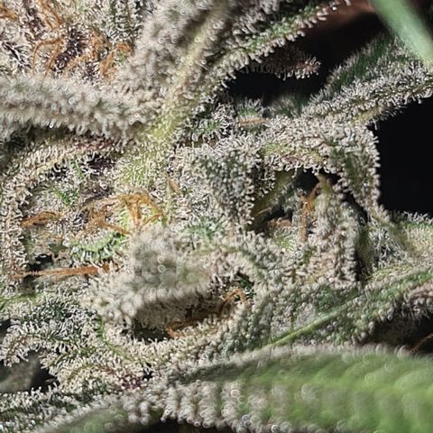 "Super smelly pussy" #1 growlog timeline photo