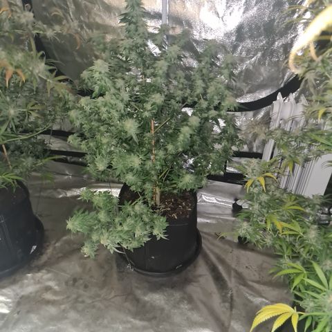 Grodd growlog timeline photo