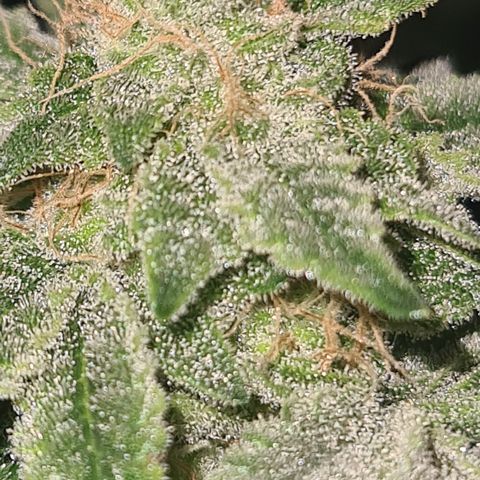 Grodd growlog timeline photo