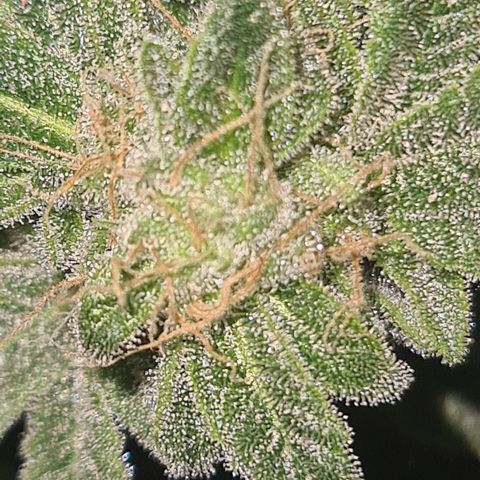 Grodd growlog timeline photo