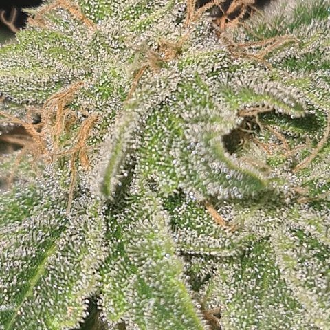 Grodd growlog timeline photo