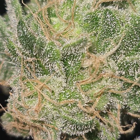 Grodd growlog timeline photo