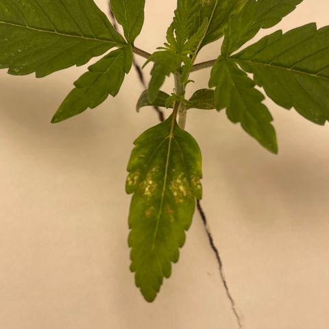Six Shooter growlog timeline photo