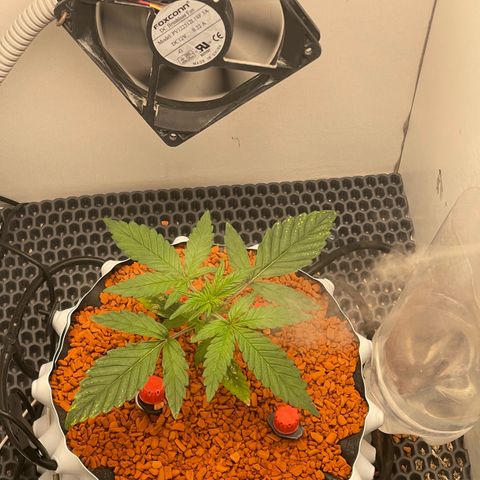 Six Shooter growlog timeline photo