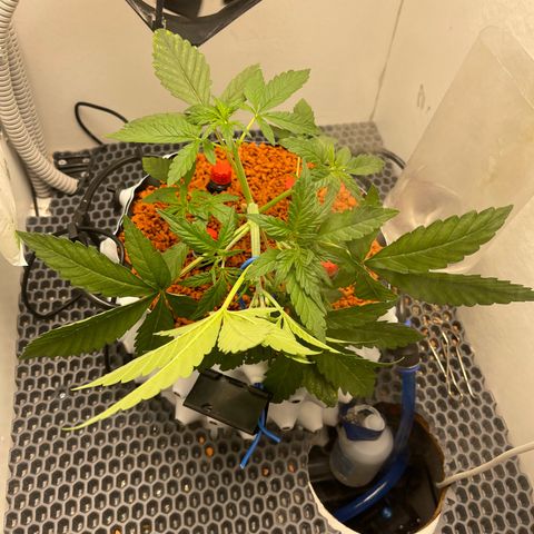 Six Shooter growlog photo: Загнул