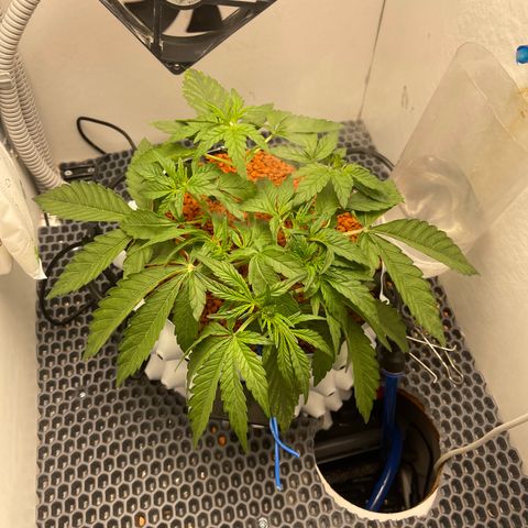 Six Shooter growlog timeline photo