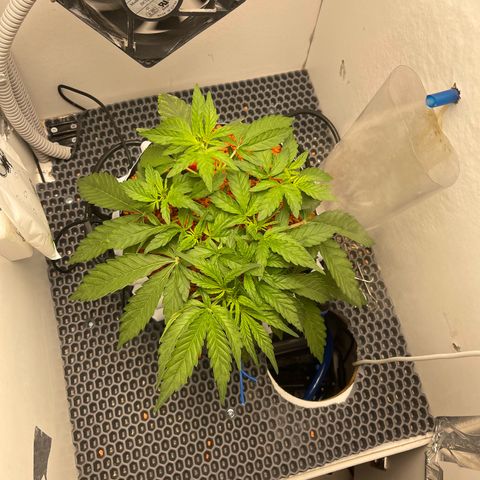 Six Shooter growlog timeline photo