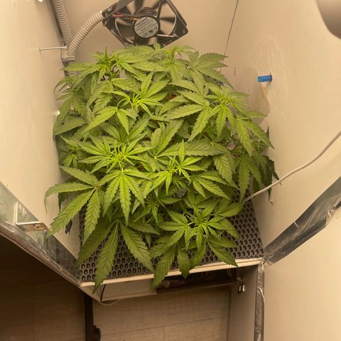 Six Shooter growlog timeline photo