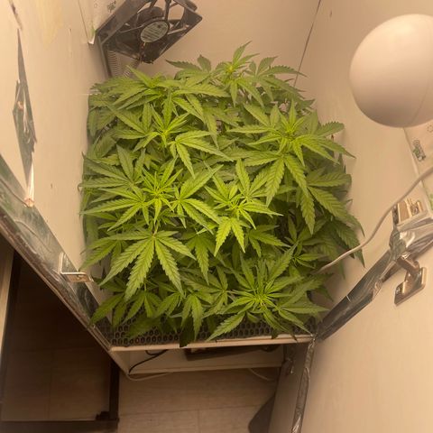 Six Shooter growlog timeline photo