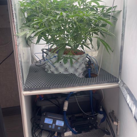 Six Shooter growlog timeline photo