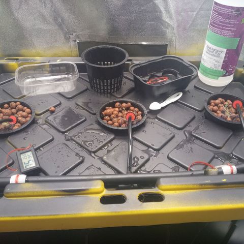 Unknown strain growlog photo: First day in dwc/drip