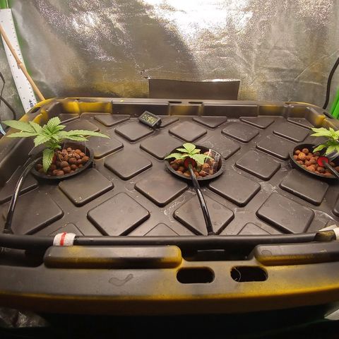 Unknown strain growlog timeline photo