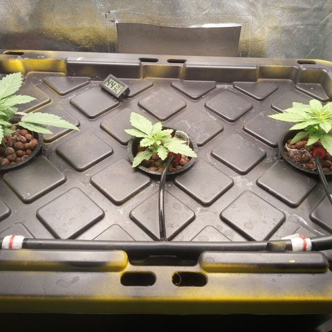 Unknown strain growlog timeline photo