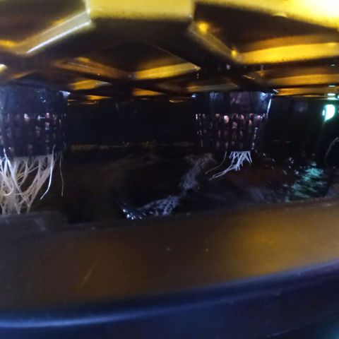 Unknown strain growlog photo: Roots 