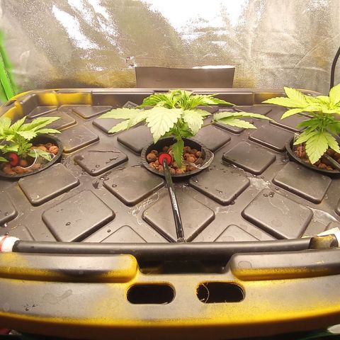 Unknown strain growlog photo: Moved the smallest one to the left and the biggest one to the center hopefully the small one puts out more roots 