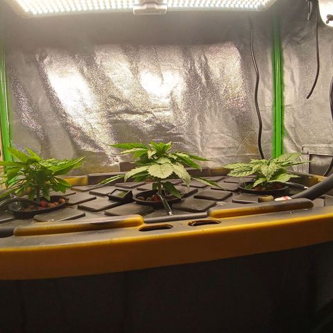 Unknown strain growlog timeline photo
