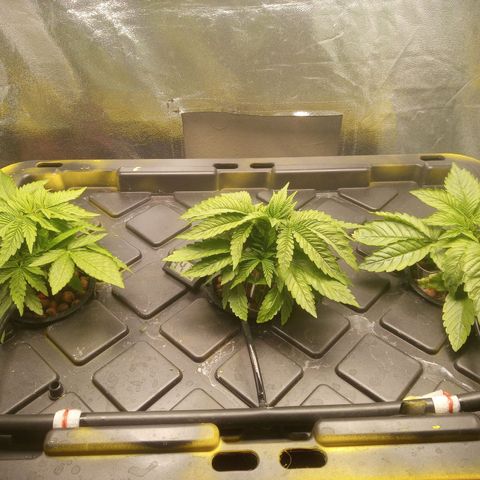 Unknown strain growlog photo: Day after fan leaves pulled off