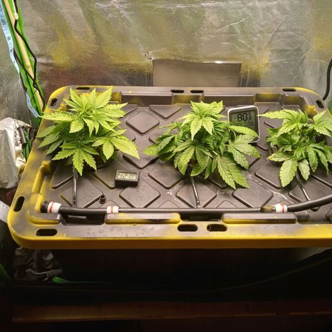 Unknown strain growlog timeline photo