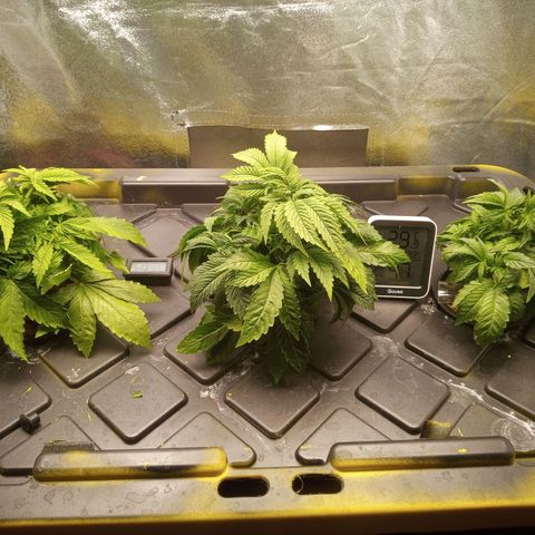 Unknown strain growlog photo: After pruning 