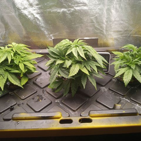 Unknown strain growlog timeline photo