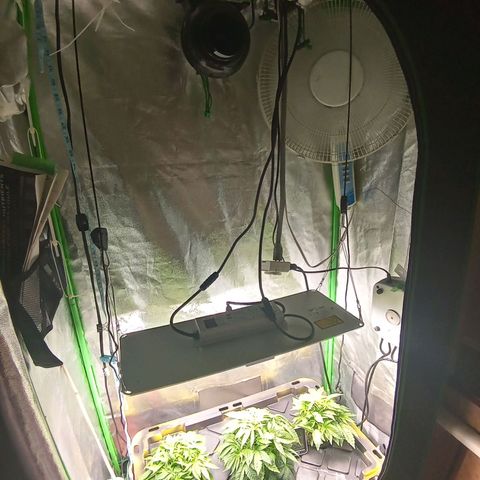 Unknown strain growlog photo: Add fan to corner 24hrs , put intake fan on with lights 