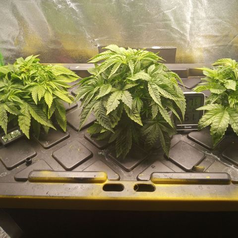 Unknown strain growlog photo: Add fan to corner 24hrs , put intake fan on with lights 