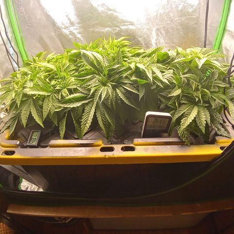 Unknown strain growlog photo: 4 days later