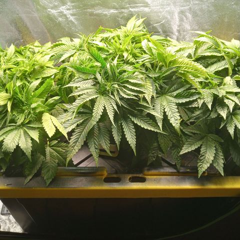 Unknown strain growlog timeline photo