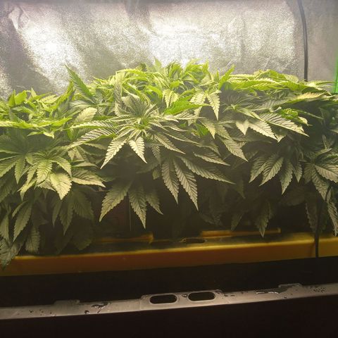 Unknown strain growlog timeline photo