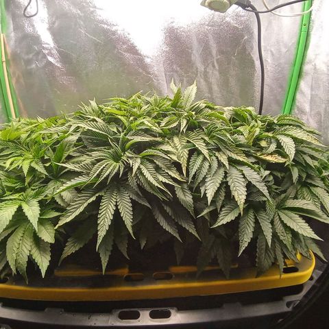 Unknown strain growlog photo: Before switching to flower and trimming