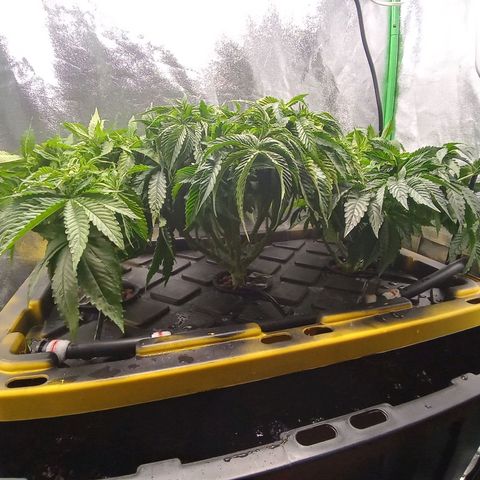 Unknown strain growlog photo: Week 1 flower transition remove leaves and tried lollipop