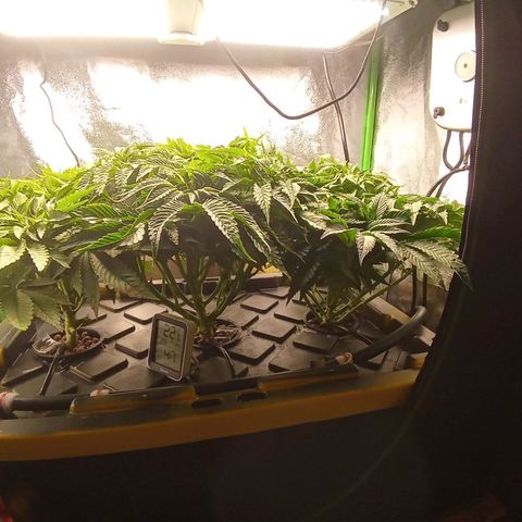 Unknown strain growlog timeline photo