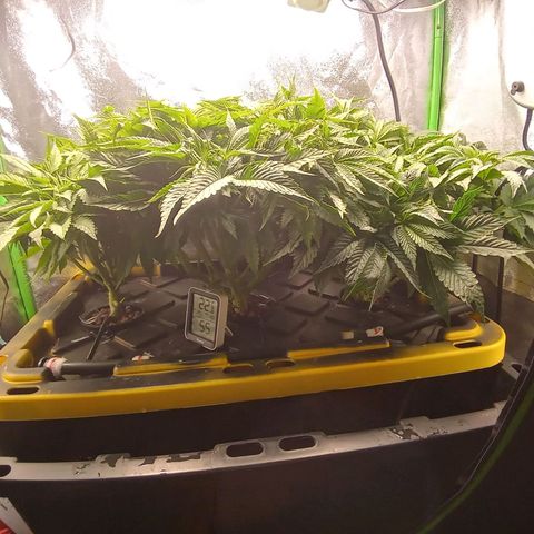 Unknown strain growlog timeline photo